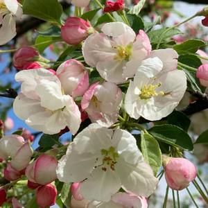 Meet your Posher, Kiku